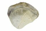Fossil Crusher Shark (Ptychodus) Tooth - Kansas #187557-1